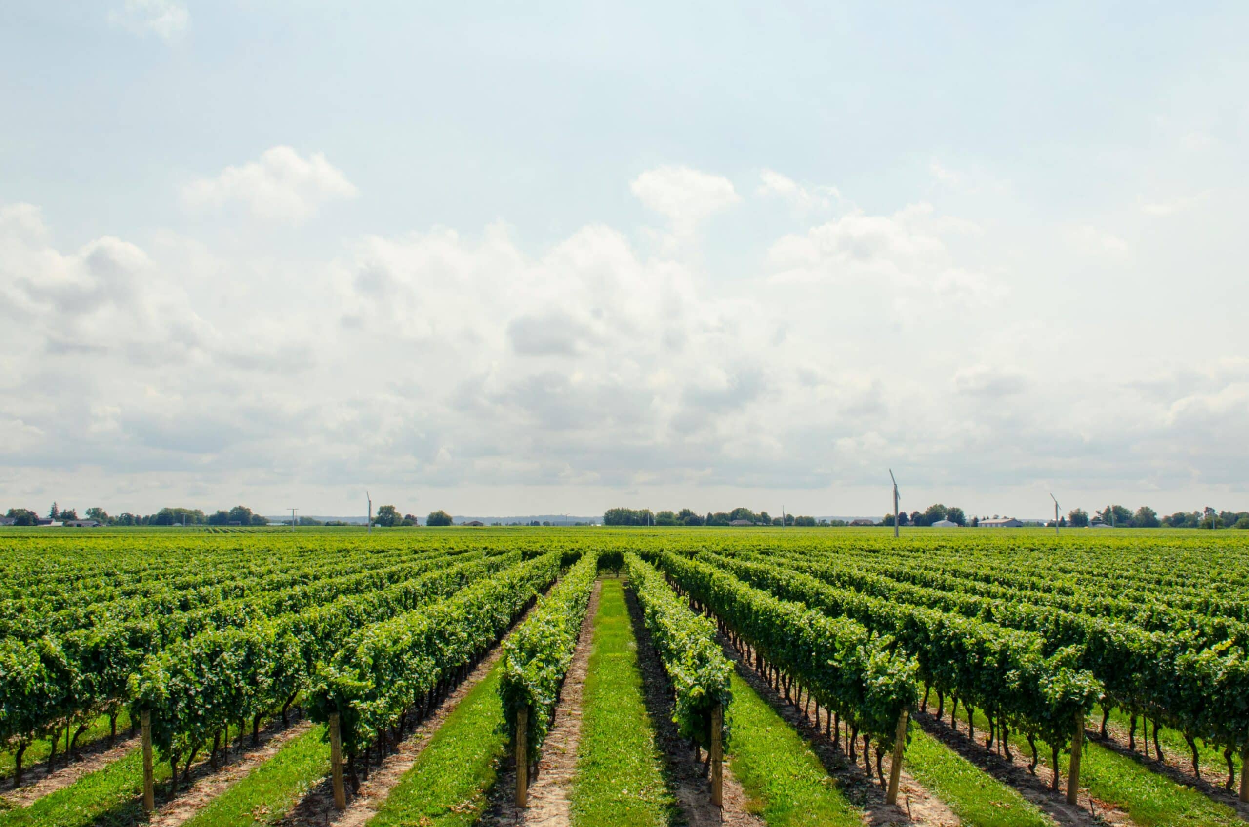 Tinos- Winery Tour and Wine Tasting Paired with Snacks